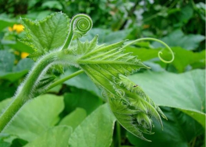 20GR - HẠT GIỐNG BÍ SIÊU NGỌN