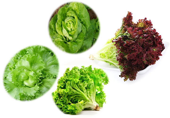 [HCM]Combo Hạt giống 4 Loại Xà Lách ( Xà Lách Mỹ Minetto -  Xà Lách Tím - Xà Lách Búp Mỡ - Xà Lách Xoăn Xanh ) - Hạt giống Xà Lách Tỉ Lệ Nảy Mầm Cao Mùa Vụ Quanh Năm - Hạt giống Nông Sản Vàng