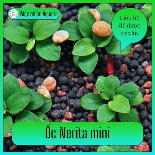 (Siêu khuyến mãi) Combo 20 Nerita diệt rêu - Mộc Nhiên Aqua