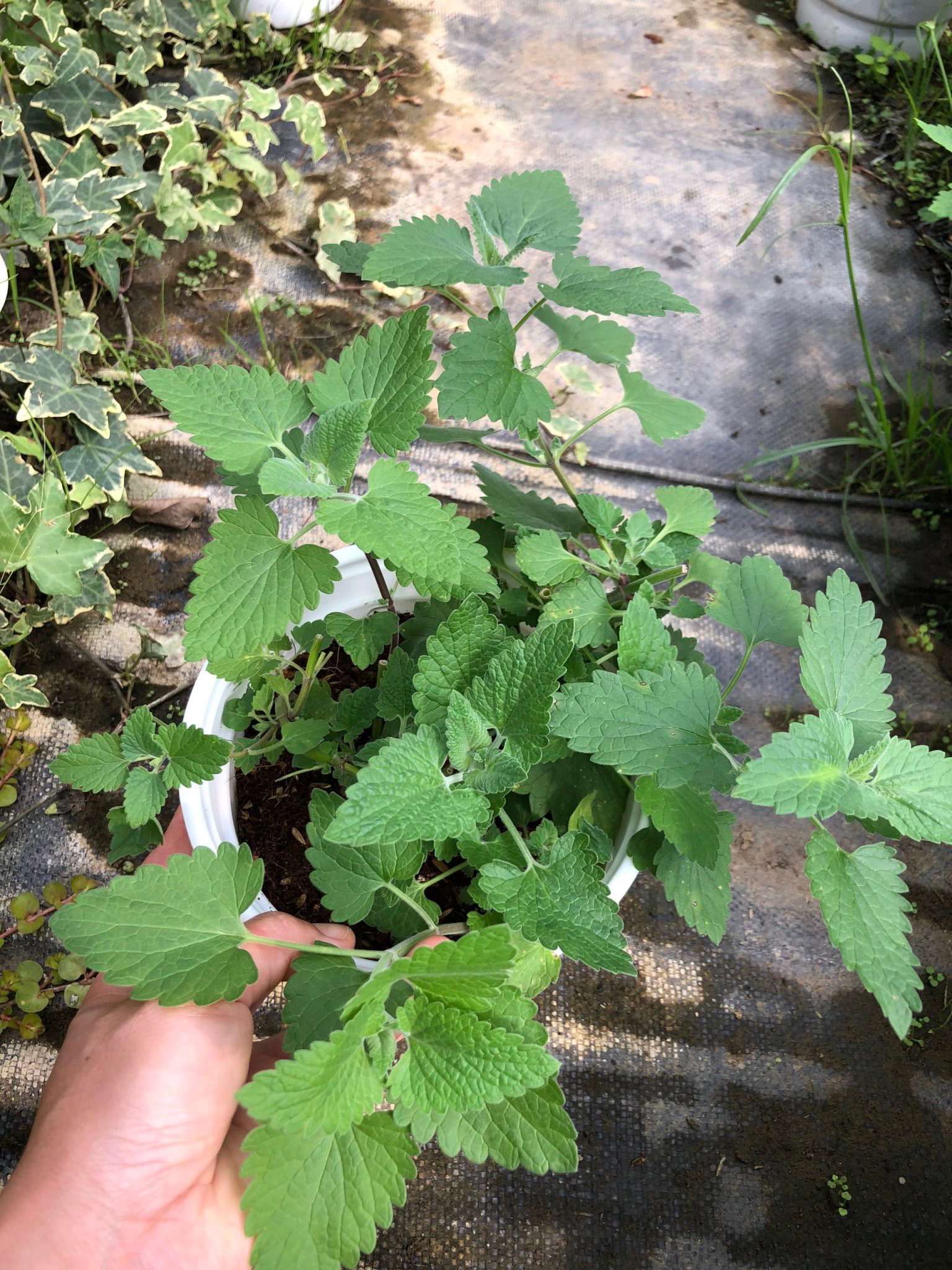 [HCM]BẠC HÀ MÈO (CATNIP)- CẦN HAAAA CỦA MÈO- TRỒNG LÂU DÀI- SỬ DỤNG ĐƯỢC LIỀN