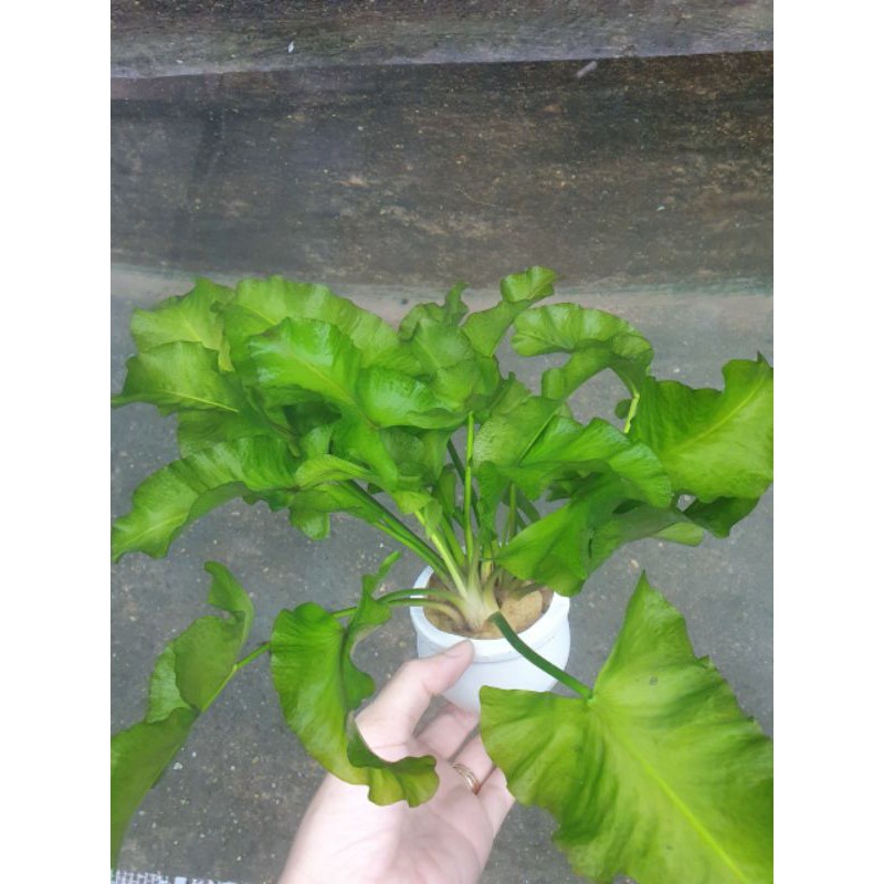 Xà lách nhật thủy sinh