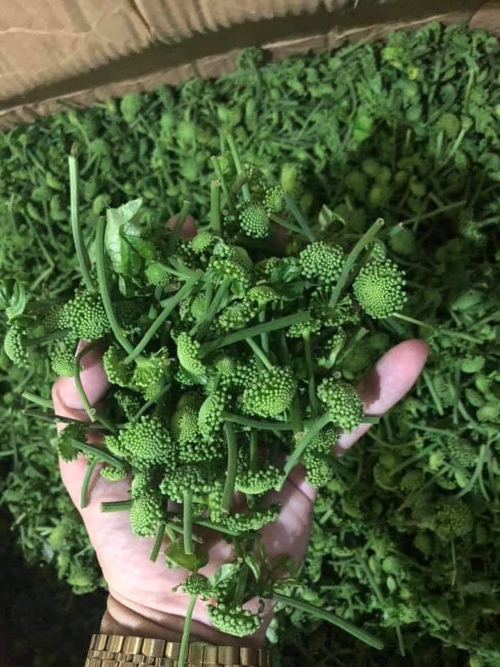 Nụ hoa tam thất - Hà Giang (túi 1kg)