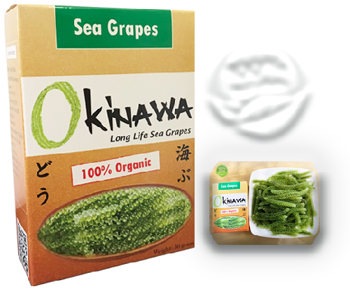 Rong Nho Biển Okinawa