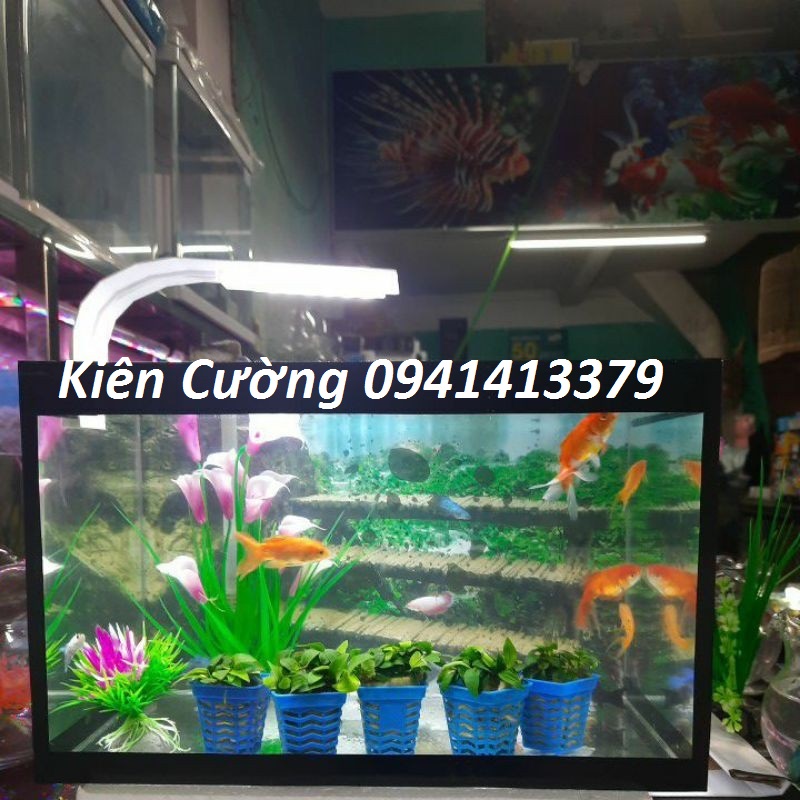 Bể cá siêu trong 40×25×25 thành bể mài vi tính an toàn