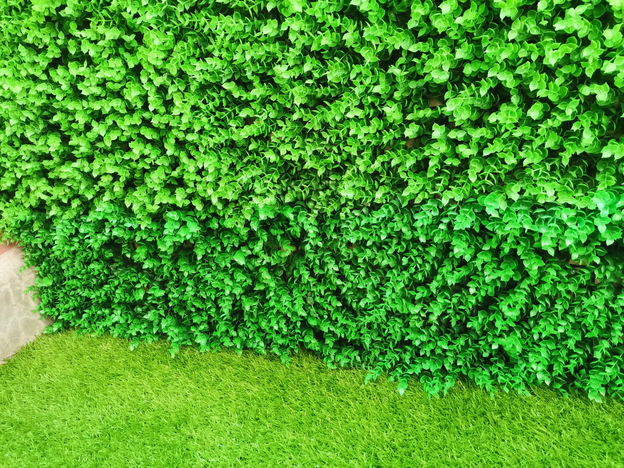 Thảm cỏ ốp tường - Vỉ cỏ nhựa Tai chuột Vinagreen 247, 308 (Combo 10 tấm kích thước 40x60cm)