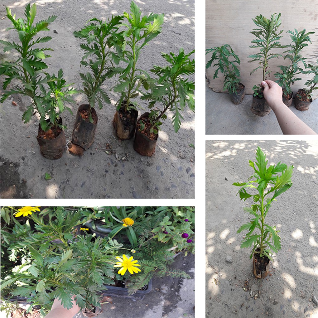 COMBO 6 CÂY HOA CÚC THÂN GỖ HÀNG VĨ