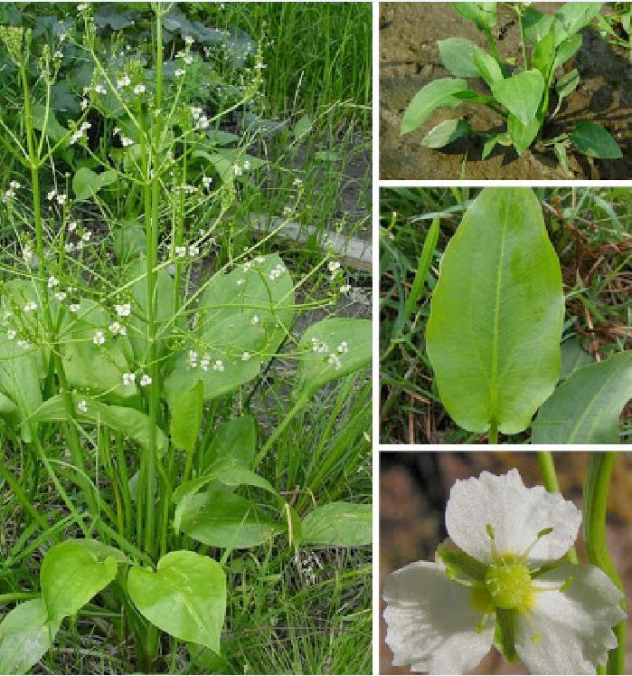 "Gói 50 Hạt " Hạt giống trạch tả - Cây dược liệu