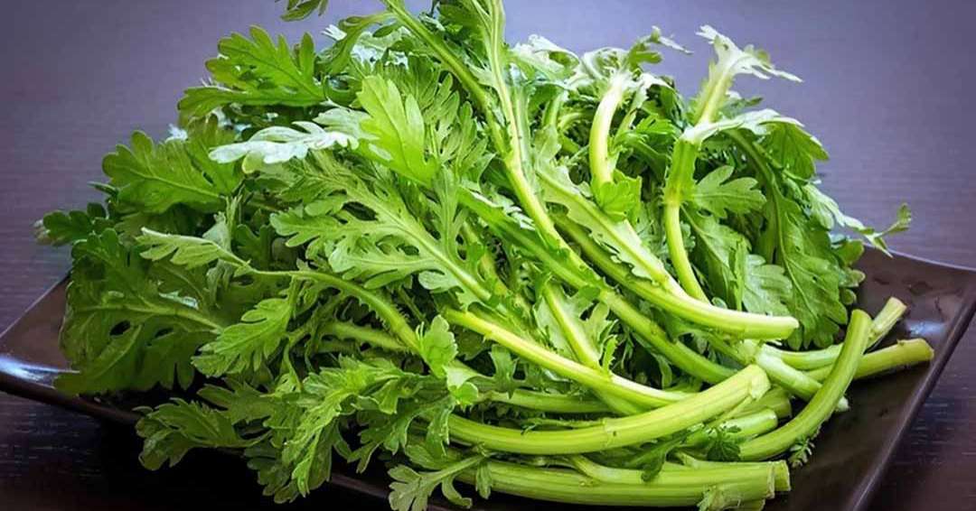 Hạt giống rau tần ô pn gói 20 gram
