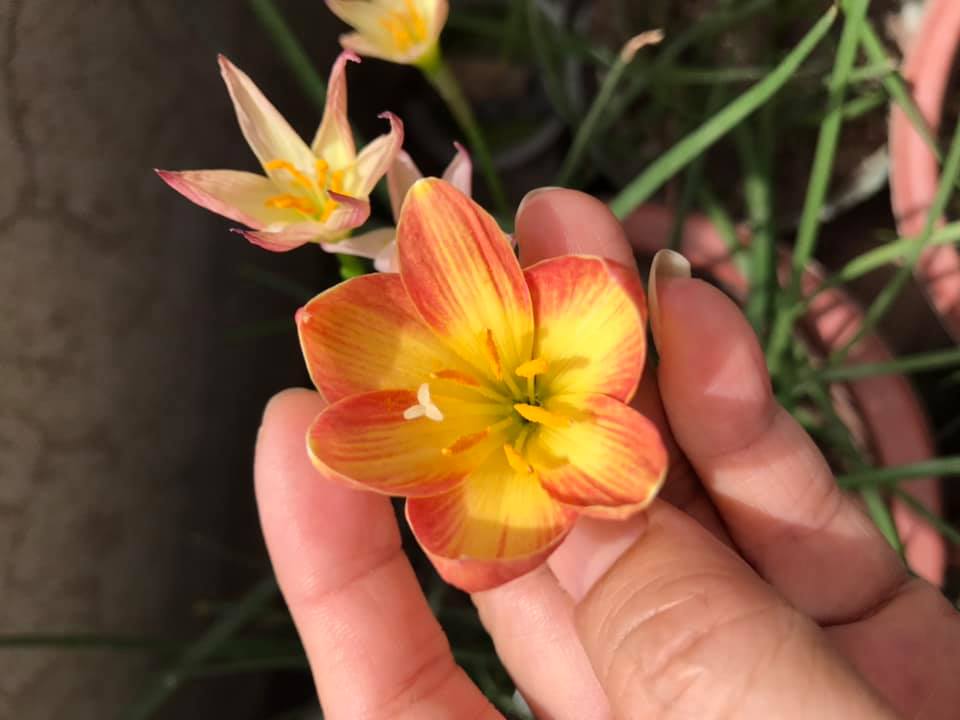 Combo 9 củ huệ mưa ngoại các màu: vàng citrina+cam crimson sunset