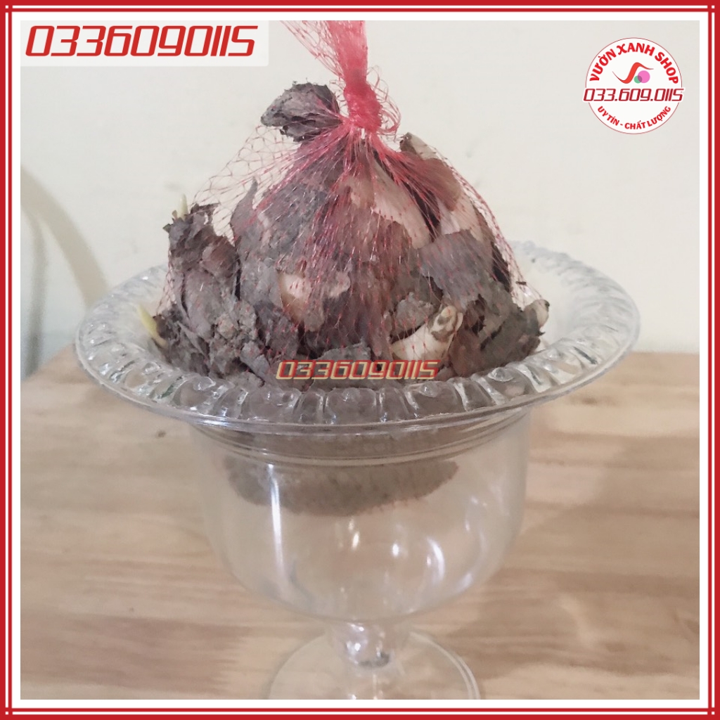 Combo 1 củ hoa thủy tiên và 1 ly dưỡng chuyên dụng dành riêng cho hoa thủy tiên giá hạt rẻ, mọi nhà đều ưng
