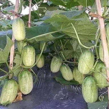 Set 10 gói Hạt giống dưa chuột mèo trái to
