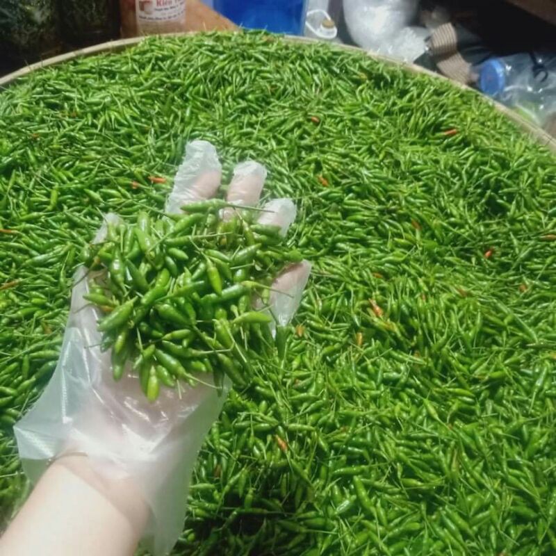 Ớt thóc xanh 150k/kg
