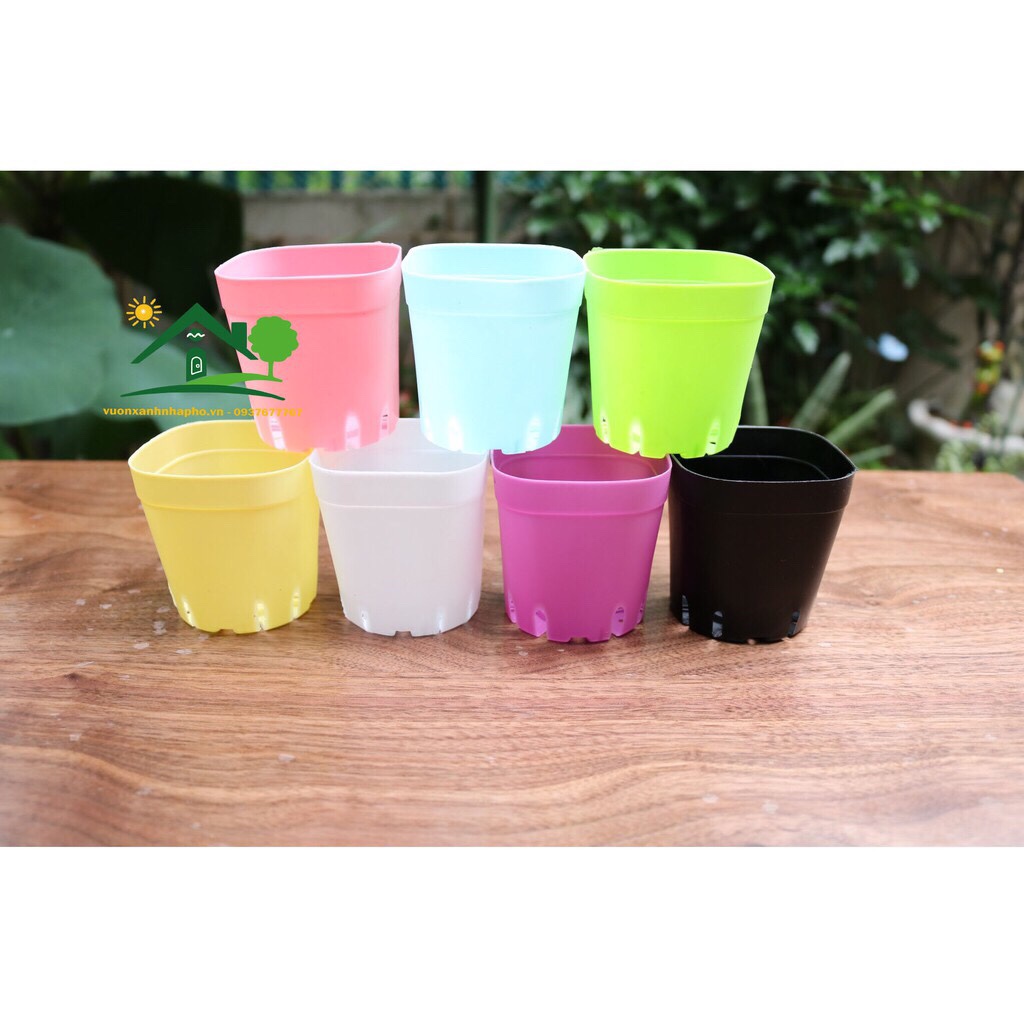 [HCM]chậu trồng sen đá xương rồng. vuông 6.3cm