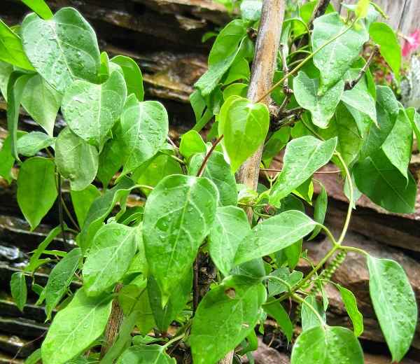 Hạt Giống Lá Giang (Gói 5 hạt)