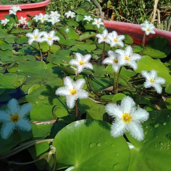 cây thủy nữ - sen 1 lá hoa nở 4 mùa thả bể cá cảnh , hòn non bộ trang trí thủy sinh