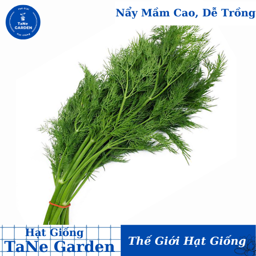 Hạt giống Thì Là Rado 06 sinh trưởng mạnh, thu hoạch nhiều lần, trồng quanh năm - Hạt giống Rạng Đông
