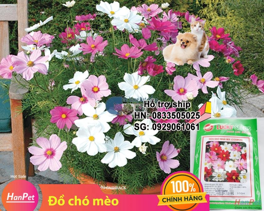 Hanpet - Hạt giống Hoa sao nhái Combo 100 hạt phù hợp khí hậu nhiệt đới