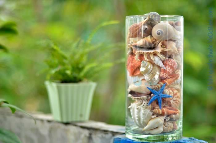 Vỏ ốc biển trang trí
