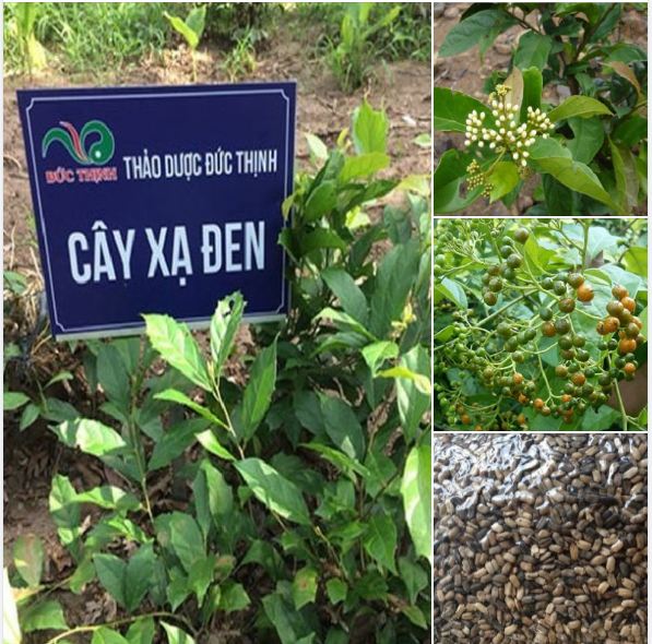 Hạt giống cây thảo dược xạ đen 100 hạt/gói