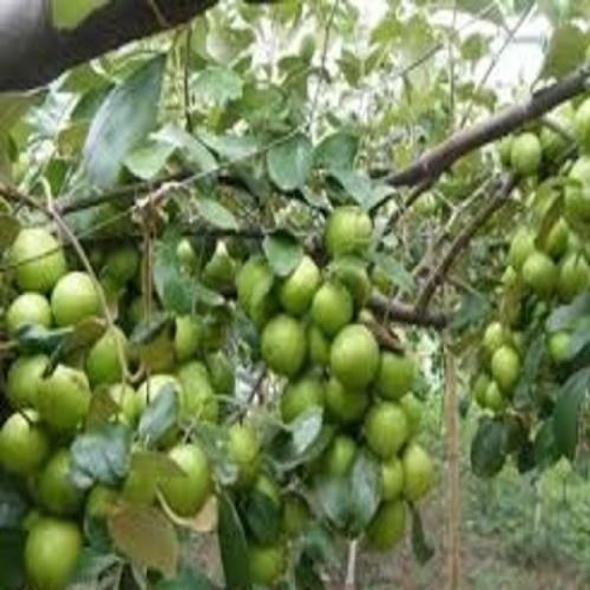 Cây giống táo chua siêu quả năng suất cao+ tặng phân thỏ hữu cơ