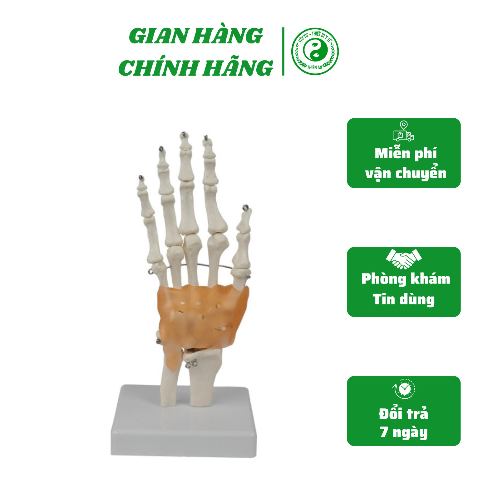 Mô hình cấu tạo khớp cổ tay- bàn ngón tay chằng Chất liệu nhựa PVC cao cấp