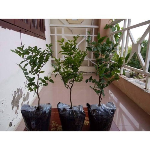 Cây Nho Thân Gỗ Tứ Quý giống chuẩn Đại Học Nông Nghiệp