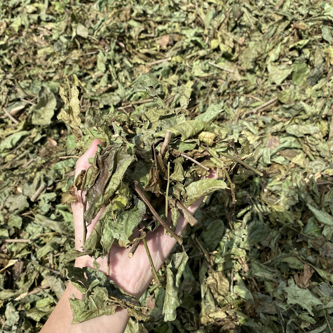 (1kg) Xạ đen khô Hoà Bình loại 1. Lá, cây xạ đen phơi sấy khô giúp giải độc gan, tiêu u, ổn định huyết áp