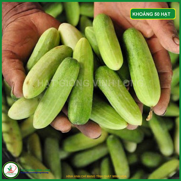 Hạt giống Dưa leo baby boy F1 TN 368 - 1g, hiệu Trang Nông chất lượng, nảy mầm cao