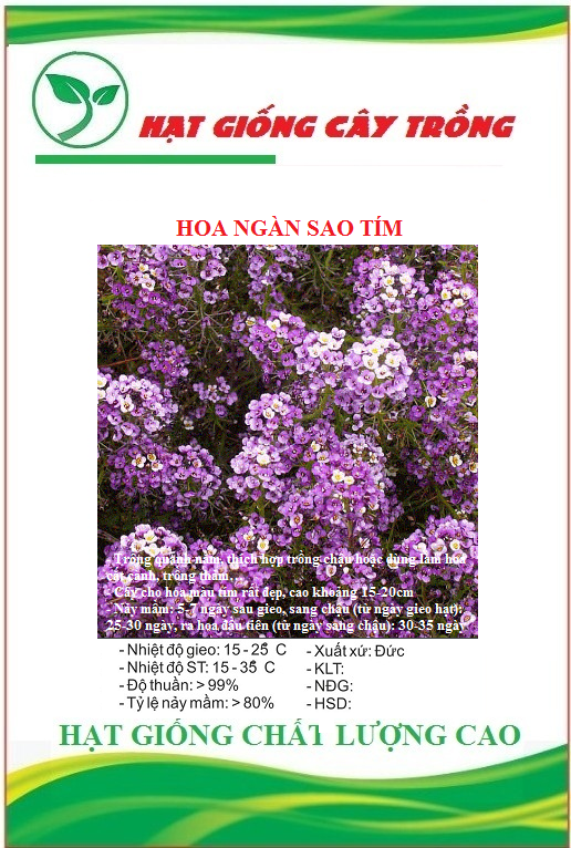 Hạt giống hoa ngàn sao tím ct454 - gói 50 hạt