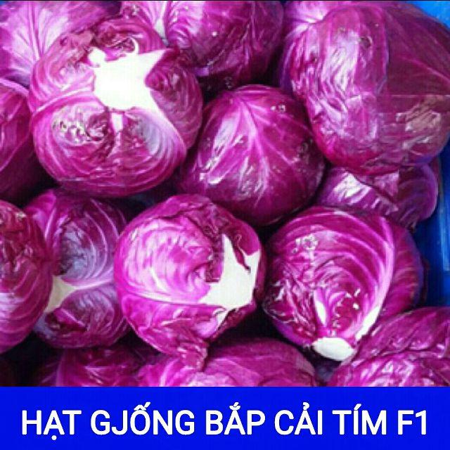 Hạt giống bắp cải tím f1