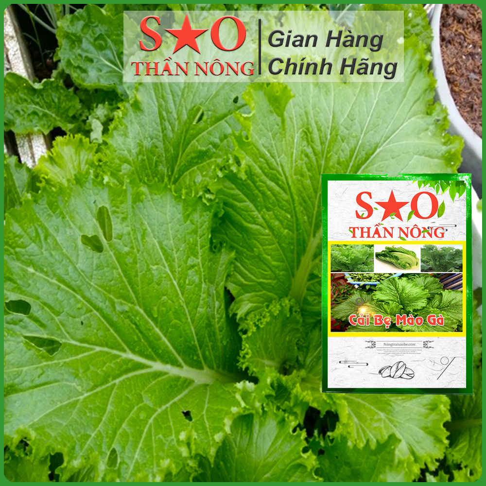 Hạt giống Cải Bẹ Mào Gà cao sản - Hạt giống rau Sao thần Nông Gói 10g