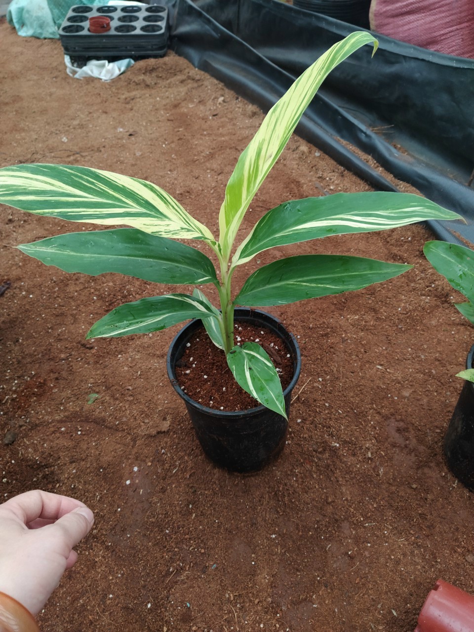 Cây Riềng Var - Alpinia var