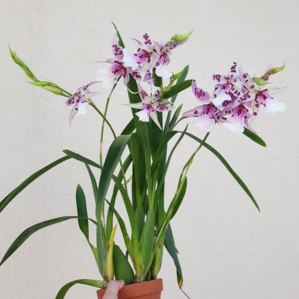 hoa lan: VŨ NỮ LAI HW HỒNG chậu trưởng thành sắp hoa