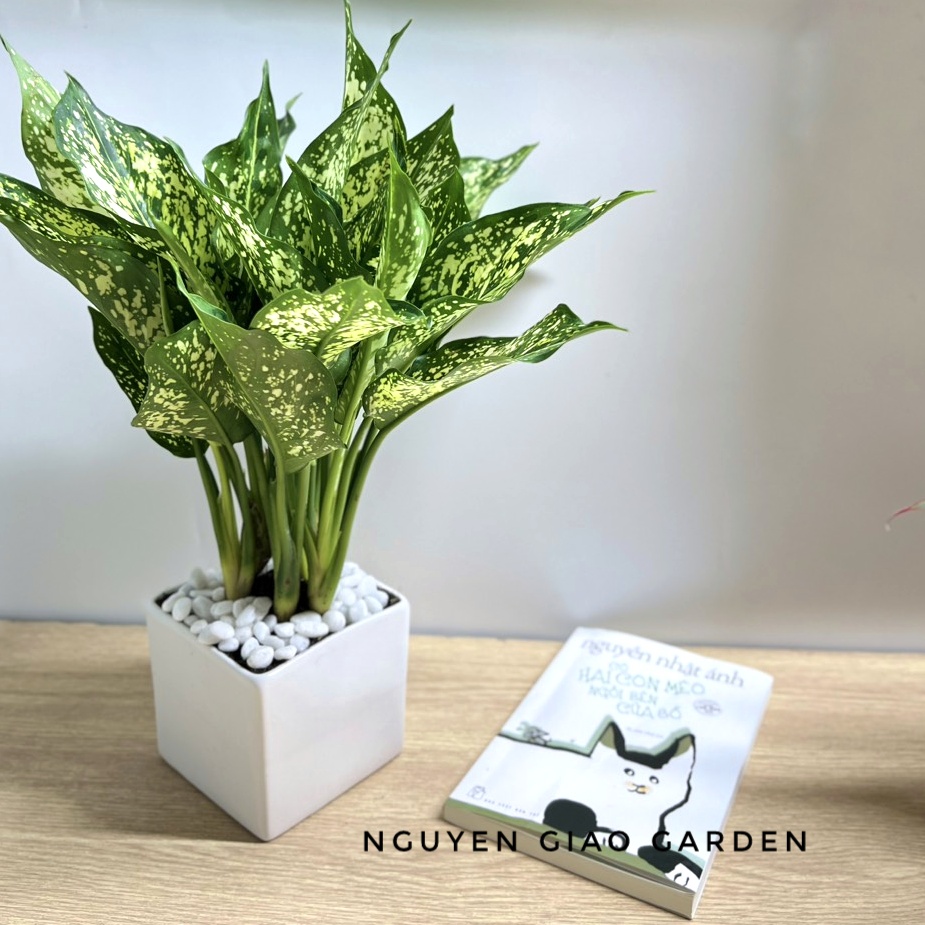 Cây ngọc ngân chậu sứ vuông để bàn