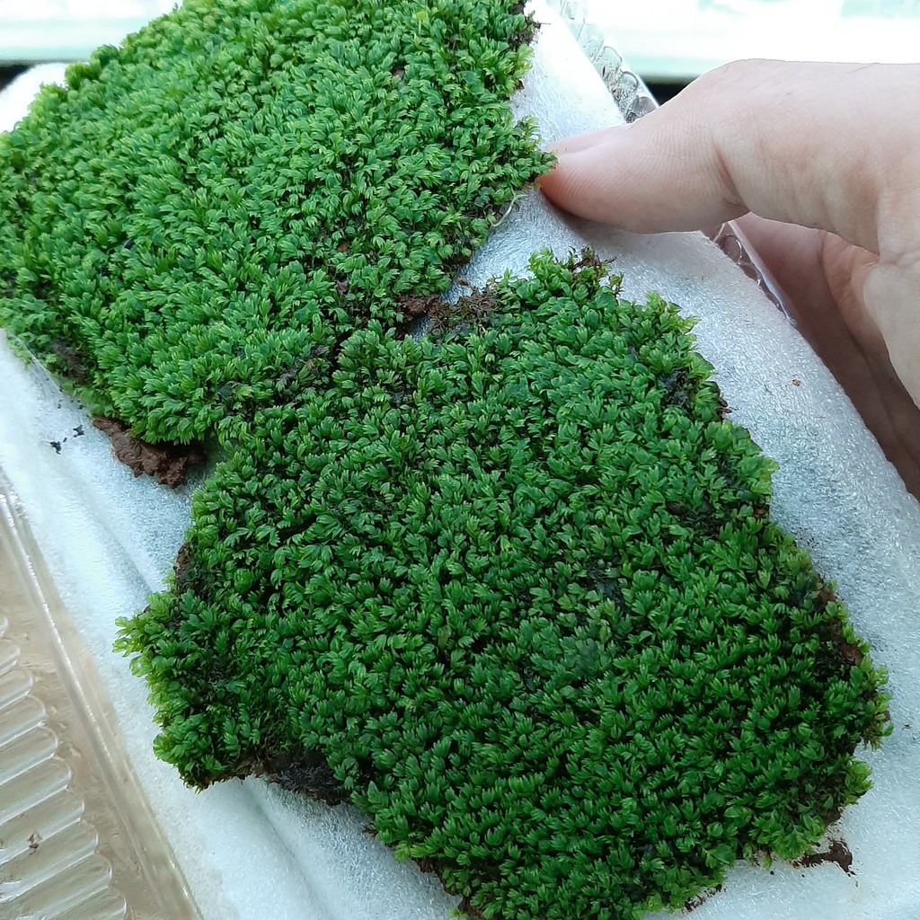 Rêu Minifiss lá nước hộp 5 lớp rêu