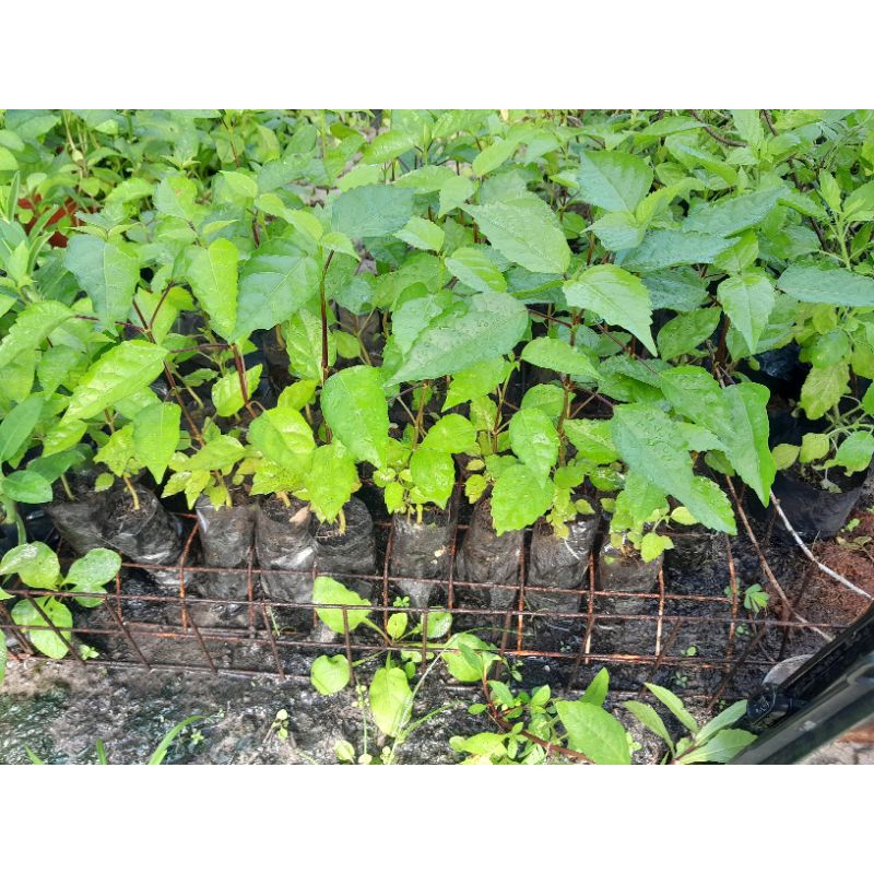 2 Cây giống lá cách/cây vọng cách- rau rừng