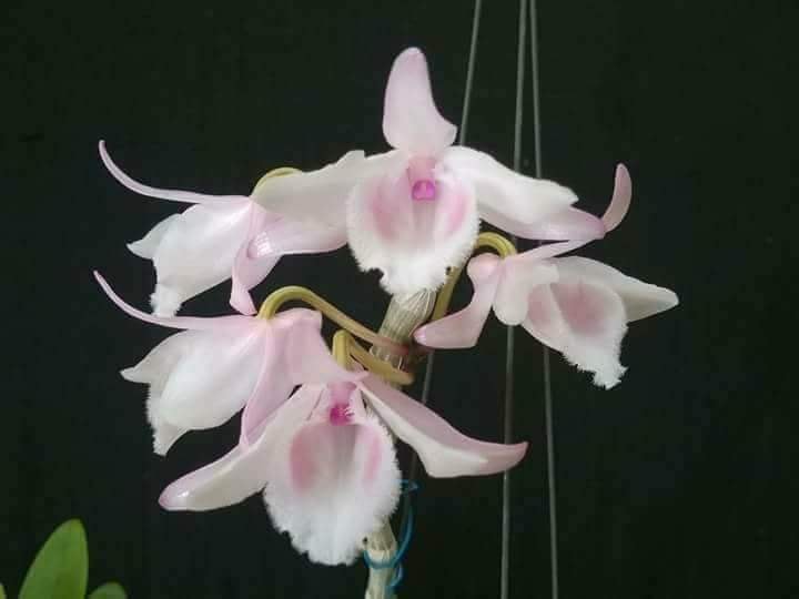 Phi Điệp Hồng Xòe Cây 52 Chậu to cây 8-12 cm