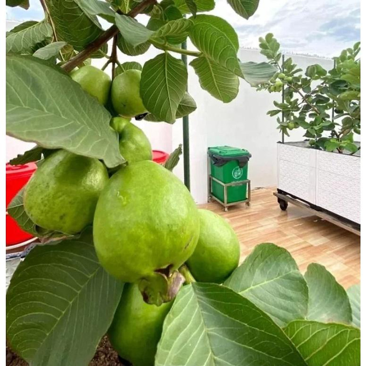 Cây giống ổi nữ hoàng siêu trái
