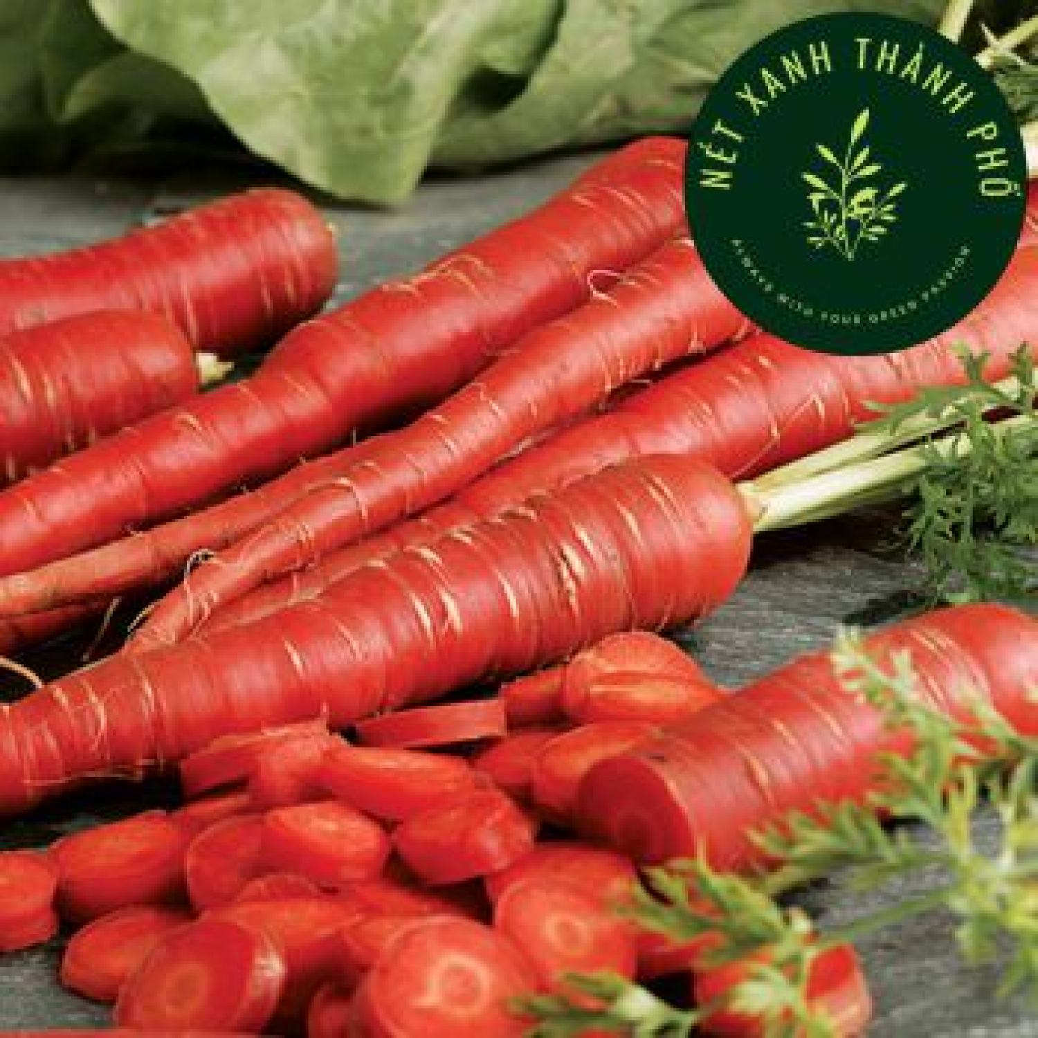 Hạt giống cà rốt đỏ, 5gr
