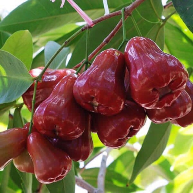 Cây roi đỏ Thái Lan, giống roi đỏ Thái Lan chiết cành