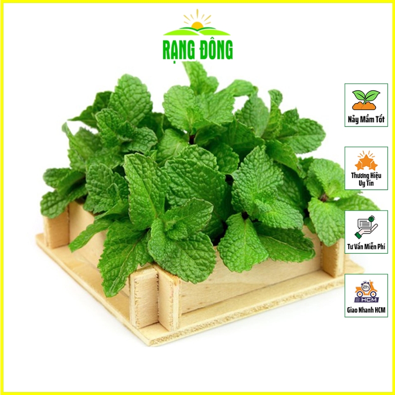 Hạt giống Húng Lủi (Bạc Hà Âu) Trồng Quanh Năm, Cây Cho Thu Hoạch Nhiều Lần (gói 0,2 gram) - Hạt Giống Rạng Đông