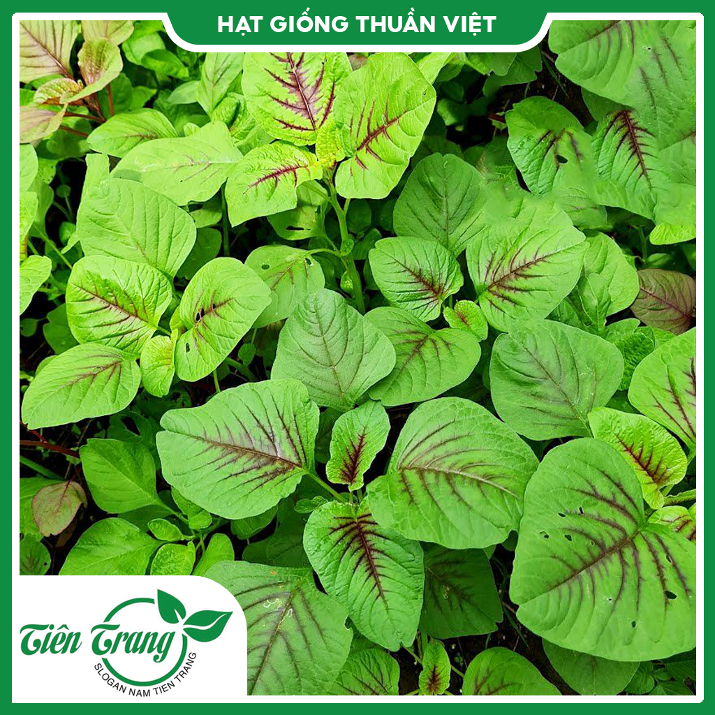 Hạt giống rau dền xanh - dền tía - dền đỏ - dền cơm - dền 3 màu