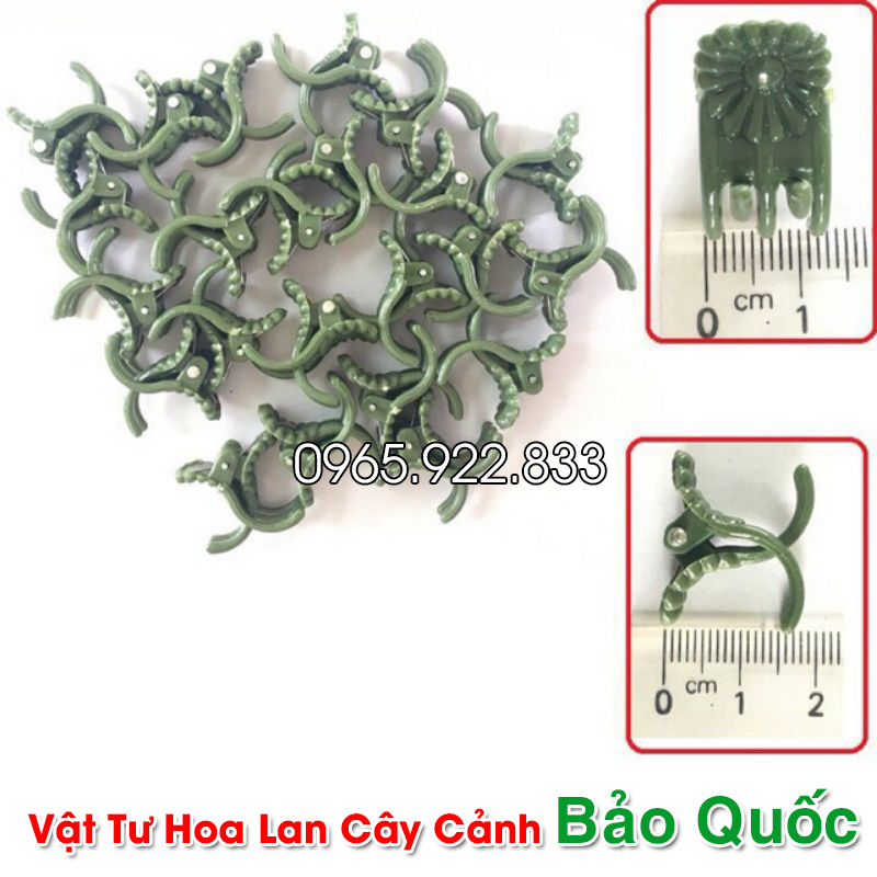 Kẹp Bướm Lan cỡ Trung cố định cây lan