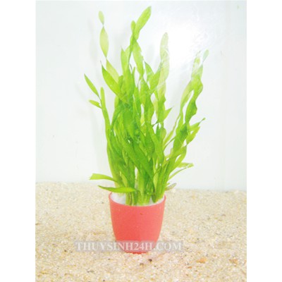 Cây thuỷ sinh hẹ xoắn