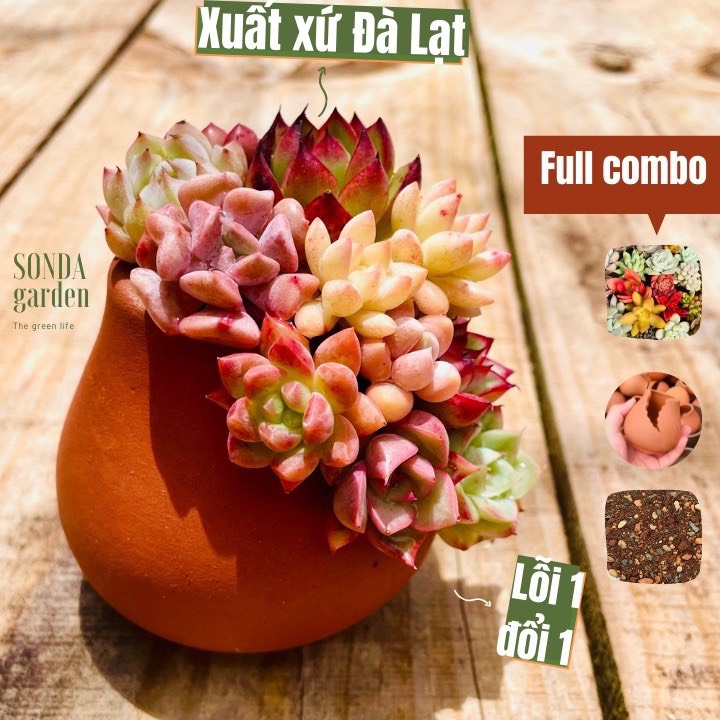 Combo sen đá mini trồng chậu xẻ lỗi 1 đổi 1