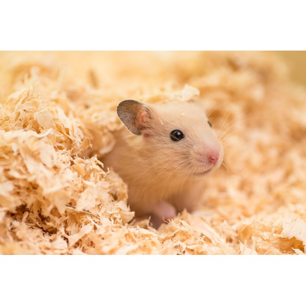 Mùn cưa thơm 500gr lót chuồng cho hamster, rat, nhím