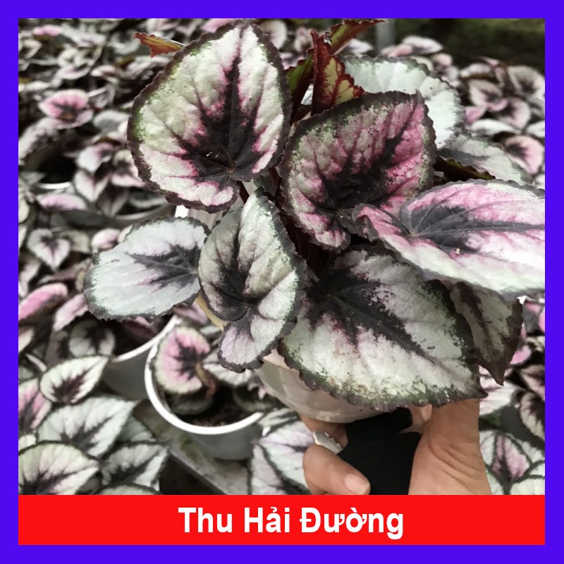 Cây thu hải đường - Begonia - cây cảnh để bàn - cây cảnh mini - cây cảnh đẹp - HKPQ