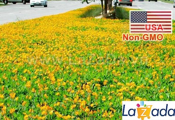 10h Hạt Giống Cỏ Lạc Đậu Phộng Lùn Sống Lâu Năm (C6.203| -KD: Y10*V14*M212)