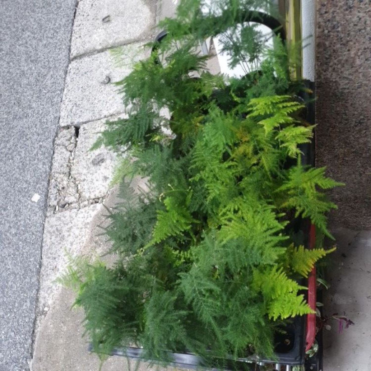 Thủy tùng cây thấp dùng làm terrarium, tiểu cảnh....