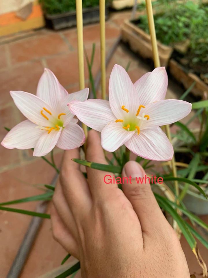 Huệ mưa ngoại Giant white, size teen, đảm bảo chuẩn tag-củ sống 100%, giá niêm yết là giá 1 củ